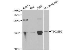 Western blot analysis of extracts of various cell lines, using TSC22D3 antibody. (TSC22D3 antibody  (AA 1-79))