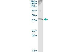 Immunoprecipitation of SDSL transfected lysate using anti-SDSL monoclonal antibody and Protein A Magnetic Bead , and immunoblotted with SDSL MaxPab rabbit polyclonal antibody. (SDSL antibody  (AA 1-329))