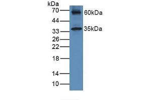 Figure. (HFE2 antibody  (AA 41-386))