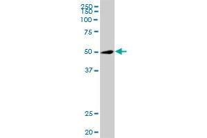 TRIP6 MaxPab polyclonal antibody. (TRIP6 antibody  (AA 1-476))