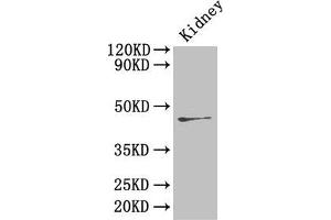 Western Blot Positive WB detected in: Mouse kidney tissue All lanes: Ren2 antibody at 4 μg/mL Secondary Goat polyclonal to rabbit IgG at 1/50000 dilution Predicted band size: 45 kDa Observed band size: 45 kDa