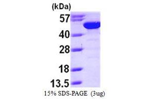SDS-PAGE (SDS) image for Bleomycin Hydrolase (BLMH) (AA 1-455) protein (His tag) (ABIN667250) (BLMH Protein (AA 1-455) (His tag))
