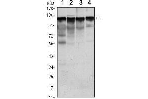 Western blot analysis using HK1 mouse mAb against Jurkat (1), Hela (2), HepG2 (3) and NIH/3T3 (4) cell lysate. (Hexokinase 1 antibody)