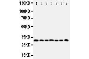 Western Blotting (WB) image for anti-Kallikrein 11 (KLK11) (AA 233-250), (C-Term) antibody (ABIN3043137)