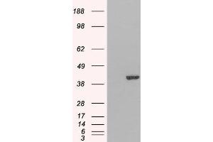 HEK293 overexpressing GRAP2 and probed with ABIN2562928 (mock transfection in first lane). (GRAP2 antibody  (C-Term))
