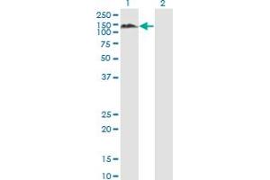 Western Blot analysis of PTPN12 expression in transfected 293T cell line by PTPN12 monoclonal antibody (M01), clone 4G6. (PTPN12 antibody  (AA 682-779))