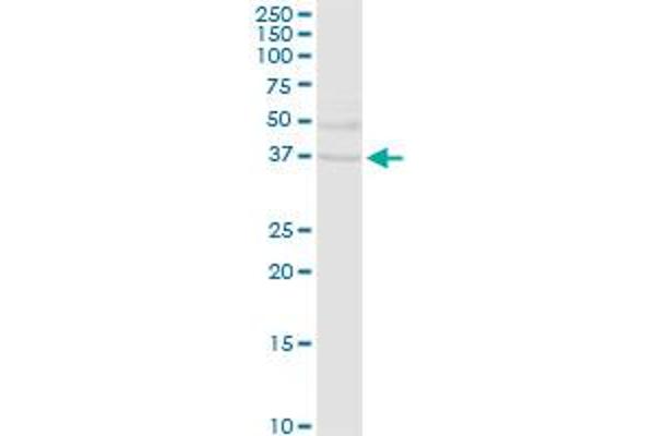 EHF antibody  (AA 1-300)