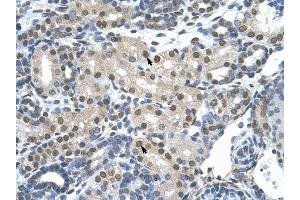 SNRP70 antibody was used for immunohistochemistry at a concentration of 4-8 ug/ml to stain Epithelial cells of renal tubule (arrows) in Human Kidney. (SNRNP70 antibody)