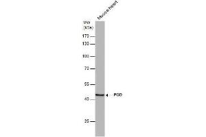 Western Blotting (WB) image for anti-Phosphogluconate Dehydrogenase (PGD) antibody (ABIN2855133)