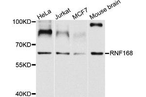 Western blot analysis of extracts of various cells, using RNF168 antibody. (RNF168 antibody)