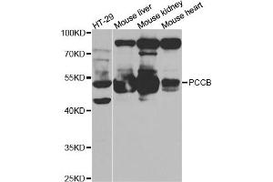 Western blot analysis of extracts of various cell lines, using PCCB antibody (ABIN5973142) at 1/1000 dilution. (PCCB antibody)
