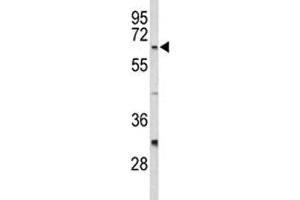 Western blot analysis of CDC20 antibody and HeLa lysate. (CDC20 antibody  (AA 57-84))