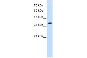 WB Suggested Anti-IDH3A Antibody Titration:  1.