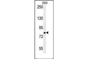 Western blot analysis of GGCX Antibody (Center) in 293 cell line lysates (35ug/lane).