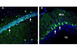 Expression of Neuregulin-2 in mouse hippocampus and cerebellum - Immunohistochemical staining of perfusion-fixed frozen mouse brain sections with Anti-NRG2 (extracellular) Antibody (ABIN7043355, ABIN7044720 and ABIN7044721), (1:300), followed by goat anti-rabbit-AlexaFluor-488.