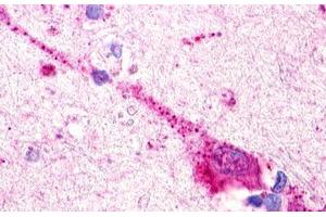 Image no. 1 for anti-G Protein-Coupled Receptor 174 (GPR174) (Extracellular Domain) antibody (ABIN1048762) (GPR174 antibody  (Extracellular Domain))