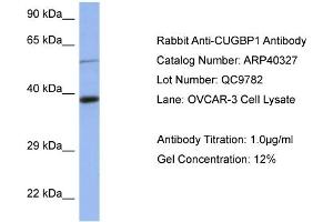 WB Suggested Anti-CUGBP1 Antibody Titration: 0. (CELF1 antibody  (Middle Region))