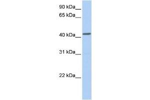 NPY1R antibody used at 1 ug/ml to detect target protein. (NPY1R antibody  (Middle Region))