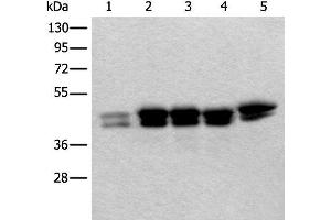 Western blot analysis of 293T Hela and HEPG2 cell lysates using TIA1 Polyclonal Antibody at dilution of 1:250 (TIA1 antibody)