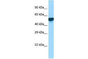 WB Suggested Anti-C1RL Antibody Titration: 1. (C1RL antibody  (Middle Region))