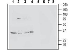 Western blot analysis of human  monocytic leukemia cell line lysate (lanes 1 and 5), mouse  microglia cell line lysate (lanes 2 and 6), mouse J774 monocyte cell line lysate (lanes 3 and 7) and human HMC3 microglia cell line lysate (lanes 4 and 8):1-4.