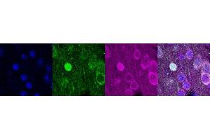 Immunohistochemistry (IHC) image for anti-Purkinje Cell Protein 4 (PCP4) antibody (ABIN7456002) (PCP4 antibody)