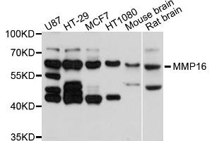 Western blot analysis of extracts of various cell lines, using MMP16 antibody (ABIN5998244) at 1/1000 dilution. (MMP16 antibody)