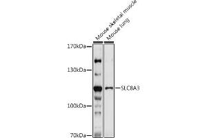 Western blot analysis of extracts of various cell lines, using SLC8 antibody (ABIN7270485) at 1:1000 dilution. (SLC8A3 antibody)