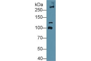 Western blot analysis of Mouse Bladder lysate, using Mouse COL6a3 Antibody (1 µg/ml) and HRP-conjugated Goat Anti-Rabbit antibody (