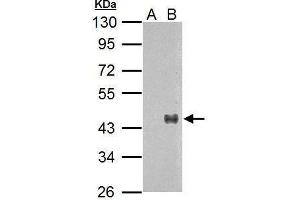 WB Image Sample (30 ug of whole cell lysate) A: Non-transfected 293T lysates B: WNT7A transfected 293T lysate 10% SDS PAGE antibody diluted at 1:5000 (WNT7A antibody  (Center))