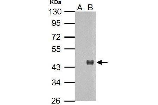 WNT7A antibody  (Center)