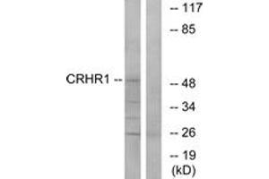 Western blot analysis of extracts from HT-29/LOVO cells, using CRHR1 Antibody. (CRHR1 antibody  (AA 75-124))