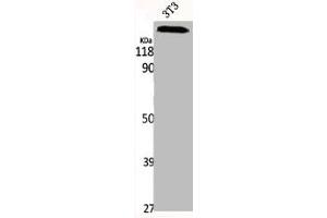 Western Blot analysis of NIH-3T3 cells using IQGAP1 Polyclonal Antibody (IQGAP1 antibody  (N-Term))
