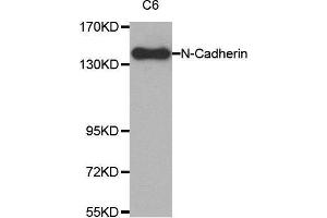 Western blot analysis of extracts from C6 cell lysate using N-cadherin antibody. (N-Cadherin antibody  (AA 750-850))