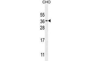 CK073 Antibody (N-term) western blot analysis in CHO cell line lysates (35µg/lane).