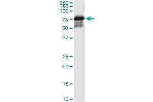 Immunoprecipitation of MAP3K7 transfected lysate using anti-MAP3K7 MaxPab rabbit polyclonal antibody and Protein A Magnetic Bead , and immunoblotted with MAP3K7 purified MaxPab mouse polyclonal antibody (B01P) . (MAP3K7 antibody  (AA 1-579))