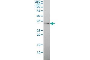 GJB4 monoclonal antibody (M01), clone 1E3-1C12 Western Blot analysis of GJB4 expression in Hela . (GJB4 antibody  (AA 1-266))