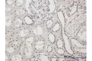 Immunoperoxidase of purified MaxPab antibody to XRCC1 on formalin-fixed paraffin-embedded human kidney. (XRCC1 antibody  (AA 1-633))