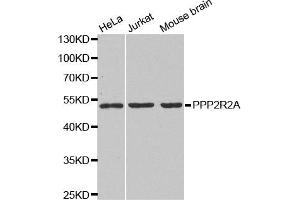 Western blot analysis of extracts of various cell lines, using PPP2R2A antibody. (PPP2R2A antibody)