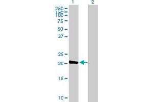 Western Blot analysis of C1orf57 expression in transfected 293T cell line by C1orf57 MaxPab polyclonal antibody.