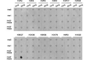 Dot-blot analysis of various methylation peptides using Trimethyl-Histone H3-K27 antibody (ABIN5969810).