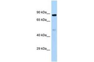 Image no. 1 for anti-Hook Homolog 1 (HOOK1) (AA 464-513) antibody (ABIN6747356) (HOOK1 antibody  (AA 464-513))