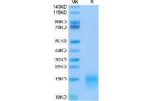 Biotinylated Mouse BCMA on Tris-Bis PAGE under reduced condition. (BCMA Protein (AA 1-49) (His-Avi Tag,Biotin))