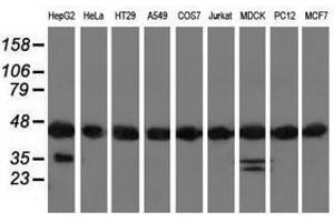 Image no. 2 for anti-DnaJ (Hsp40) Homolog, Subfamily A, Member 2 (DNAJA2) antibody (ABIN1497864) (DNAJA2 antibody)