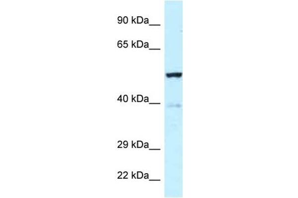 TRP63 antibody  (Middle Region)