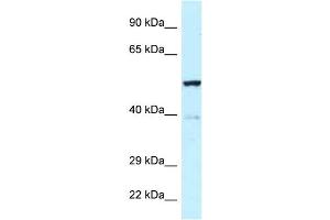WB Suggested Anti-Trp63 Antibody   Titration: 1. (TRP63 antibody  (Middle Region))