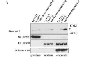 Western Blotting (WB) image for anti-Hes Family bHLH Transcription Factor 1 (HES1) (N-Term) antibody (ABIN2779597)