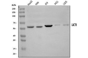 Western blot analysis of LACTB using anti-LACTB antibody (ABIN7600047). (LACTB antibody  (AA 141-543))