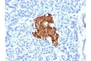 IHC testing of human pancreas stained with Insulin antibody (E2-E3). (Insulin antibody  (AA 1-84))