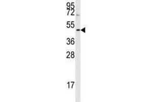 Western blot analysis of Aurora B antibody and HepG2 lysate. (Aurora Kinase B antibody  (AA 6-35))